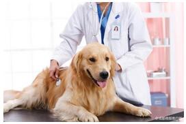 宠物医疗APP开发:宠物医疗APP开发有什么价值呢