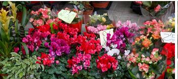 花卉种植app开发:学习科学的花卉种植方法