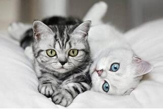 宠物医疗app开发 宠物医疗app开发